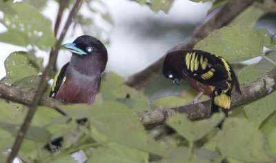 Banded Broadbill