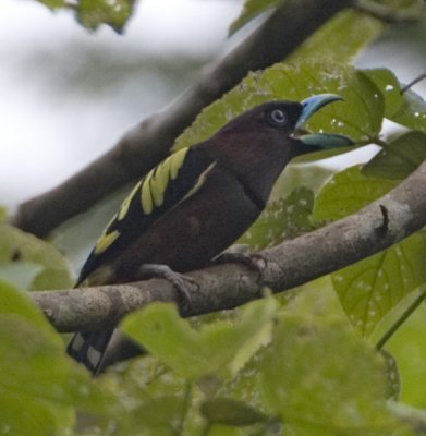 Banded Broadbill
