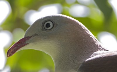 251 ::Mountain Imperial Pigeon::