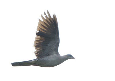 Mountain Imperial Pigeon