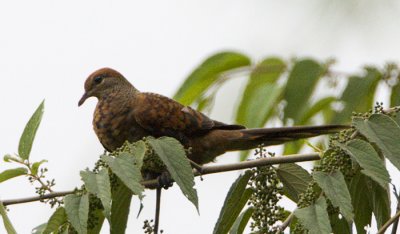 Little Cuckoo Dove