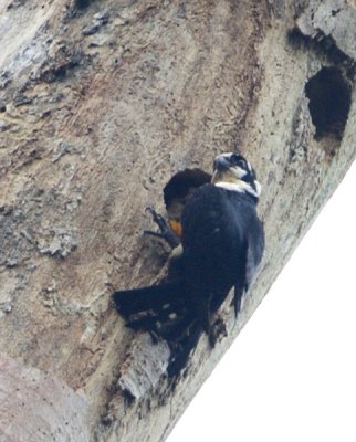 Black-thighed Falconet