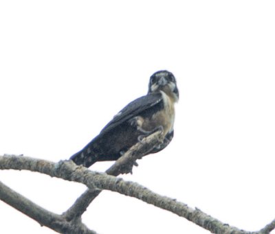 Black-thighed Falconet