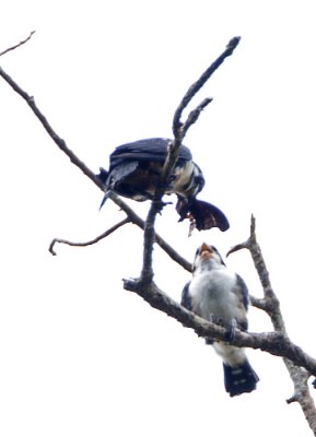 Black-thighed Falconet