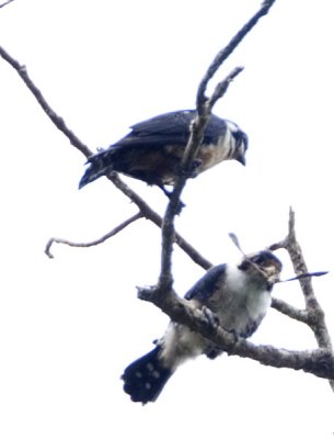 Black-thighed Falconet