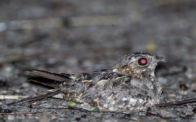 255 ::Indian Nightjar::