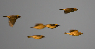 Baya Weavers