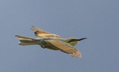 Green Bee-eater