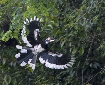 Oriental Pied Hornbill (female)