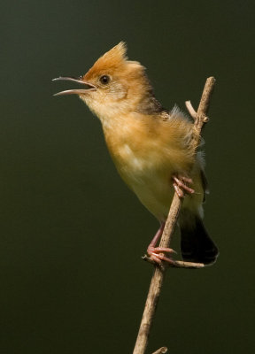 Bright-headed Cisticola