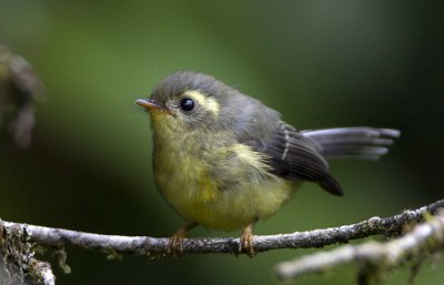 260 ::Yellow-bellied Fantail::