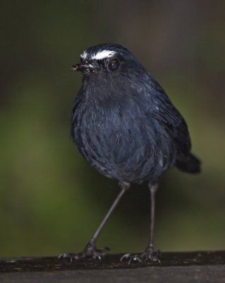 White-browed Shortwing
