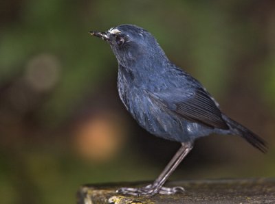 White-browed Shortwing