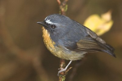 Snowy-browed Flycatcher (male)