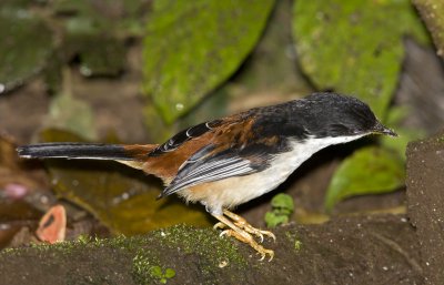 267 ::Rufous-backed Sibia::