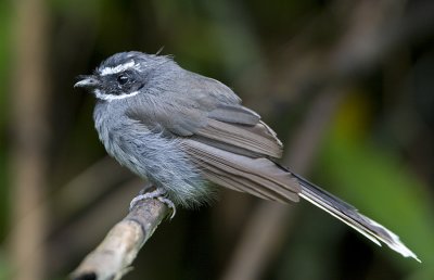 265 ::White-throated Fantail::