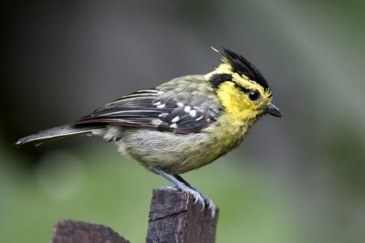 Yellow-cheeked Tit