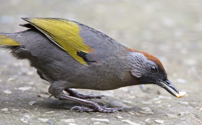 Chestnut-crowned Laughingthrush