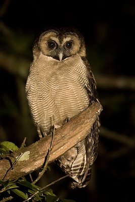 275 ::Brown Wood Owl::