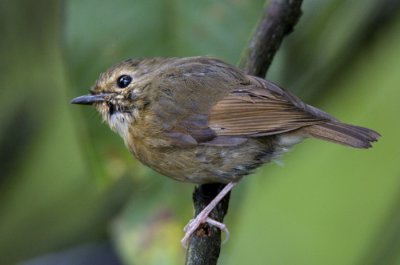 Snowy-browed Flycatcher (female)