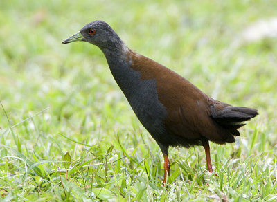 Black-tailed Crake