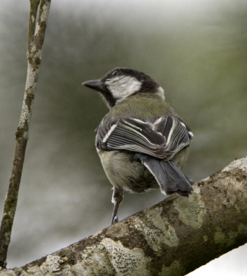  Gray Tit