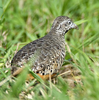 283 - Barred Buttonquail