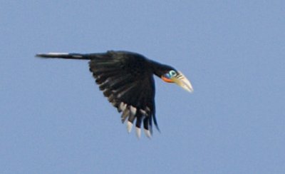 Rufous-necked Hornbill (female)