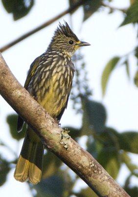 285 - Striated Bulbul