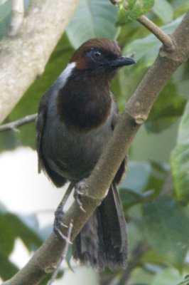 286 - White-necked Laughingthrush