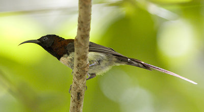 Black-throated Sunbird (male)