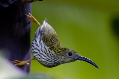 Birds of Thailand (251-300)