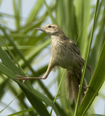 296 - Striated Grassbird