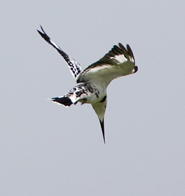 Pied Kingfisher