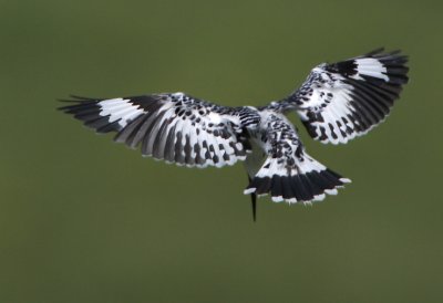 Pied Kingfisher