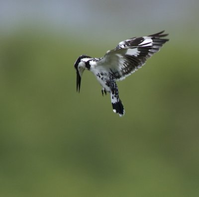 Pied Kingfisher