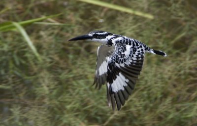 Pied Kingfisher