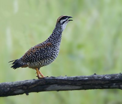 301 ::Chinese Francolin::