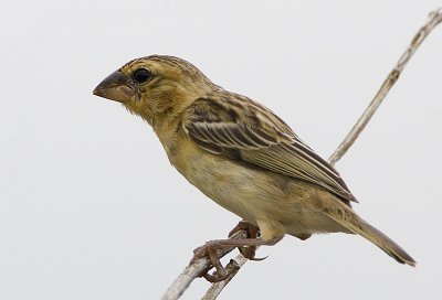 Asian Golden Weaver (female)