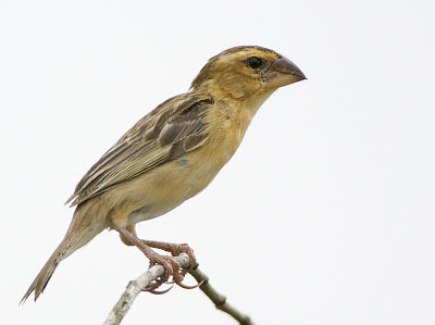 Asian Golden Weaver (female)