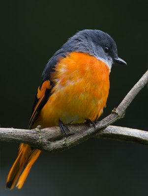 Birds of Thailand (301-350)