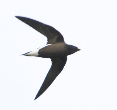 239 ::Brown-backed Needletail::
