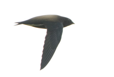 Brown-backed Needletail