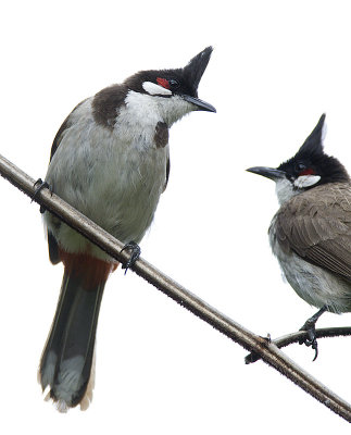 012 ::Red-whiskered Bulbul::