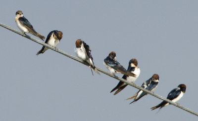 Wire-tailed Swallows doing their make-up