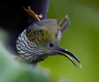 Streaked Spiderhunter