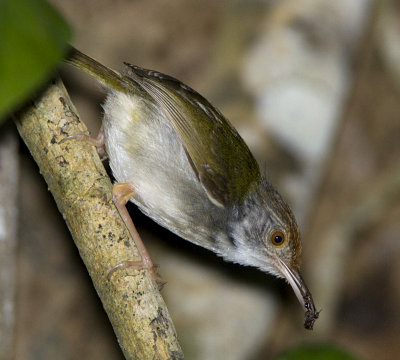 Dark-necked Tailorbird