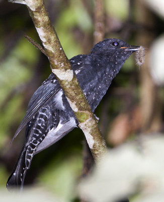 313 - Drongo Cuckoo (juvenile)