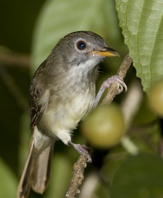 Moustached Babbler