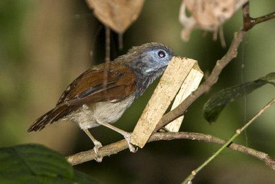 Chestnut-winged Babbler